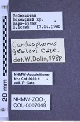 Etiketten zu Cardiophorus gebleri gebleri (Candèze, 1860) (NHMW-ZOO-COL-0007048)